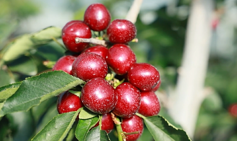 【視聽山東】櫻桃的冬日奇蹟