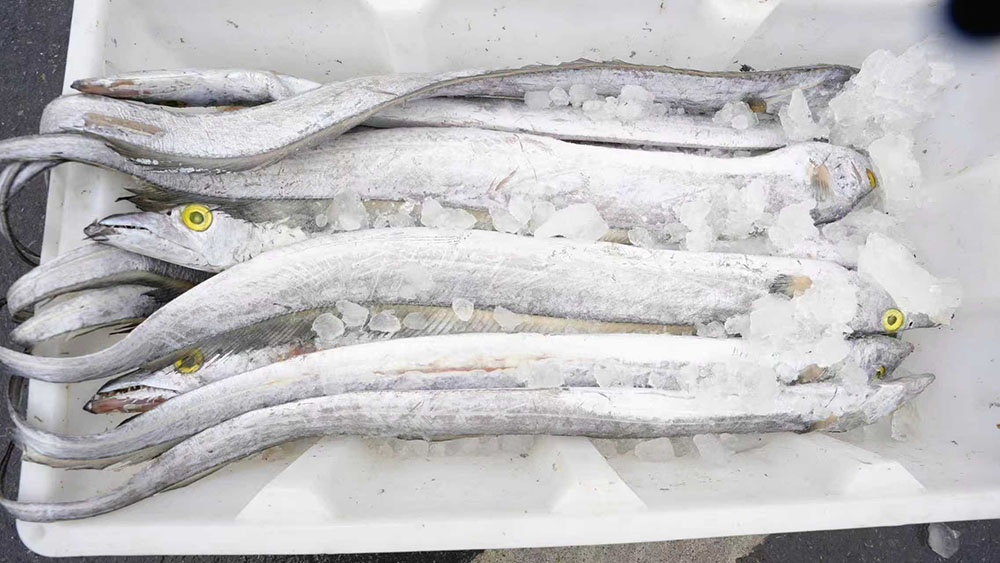 圖1：如東本港帶魚.jpg