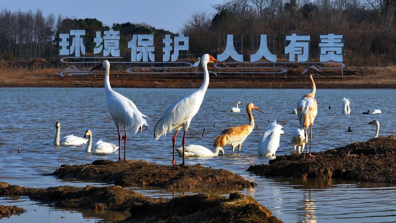图5：2月21日，栖息在永修县吴城候鸟小镇湿地公园内的白鹤、小天鹅。王小龙 摄(1).jpg