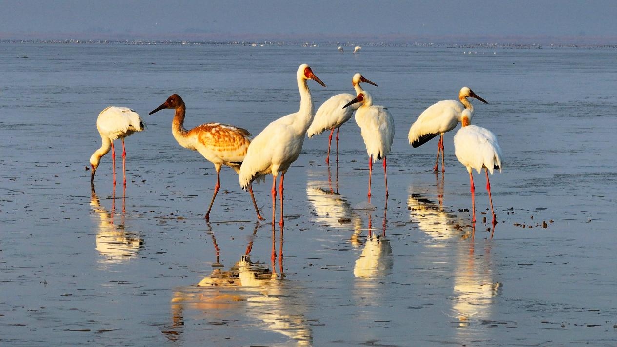 图3：2月22日，栖息在鄱阳湖保护区内的白鹤。王小龙 摄(1).jpg