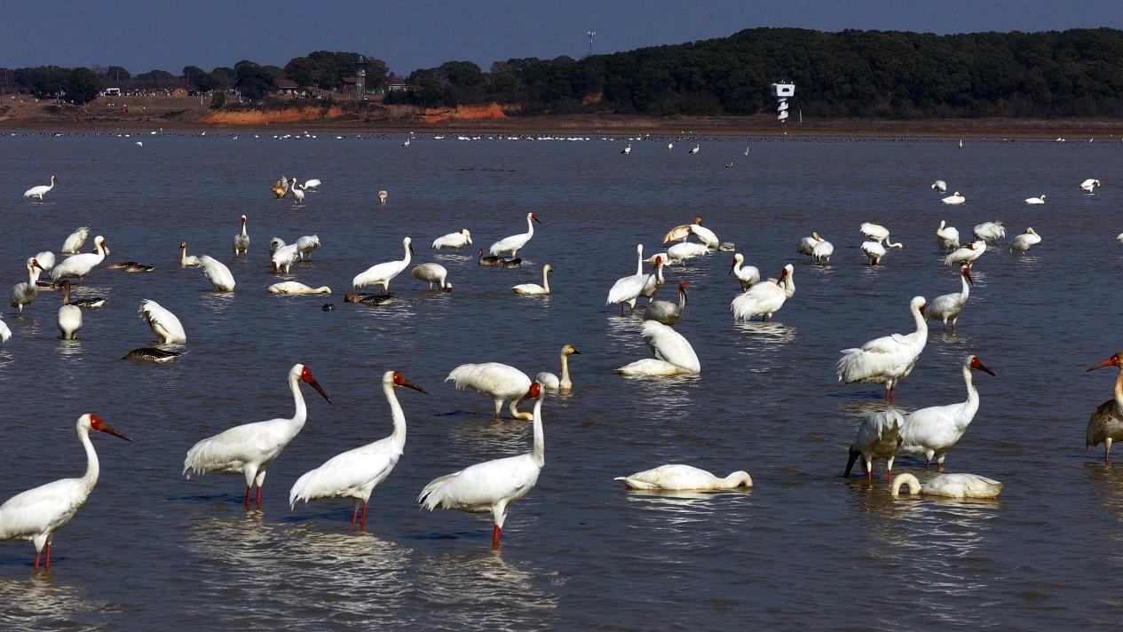 图2：2月21日，栖息在鄱阳湖保护区内白鹤、东方白鹳、鸿雁等候鸟。王小龙 摄(1).jpg