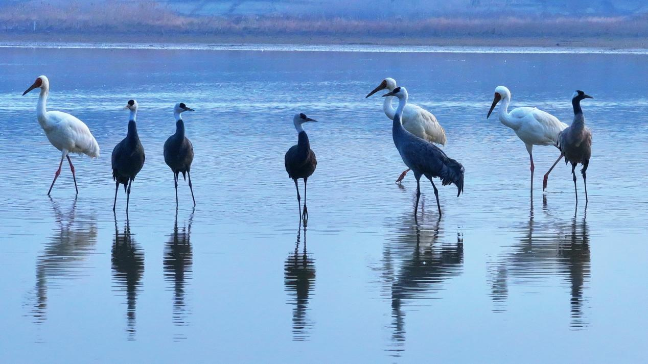 图1：2月4日，栖息在鄱阳湖保护区内的白鹤、白头鹤、灰鹤。王小龙 摄.jpg