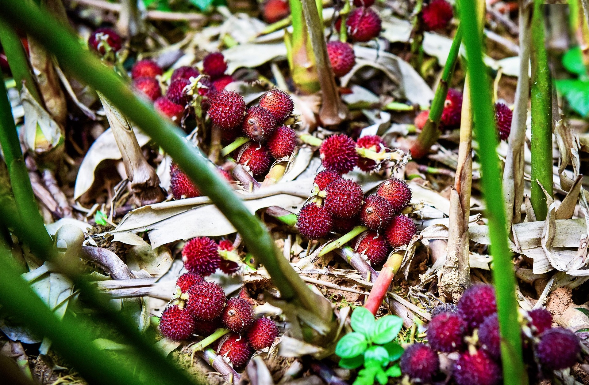 2、陽春特產春砂仁(藍軍 攝).jpg