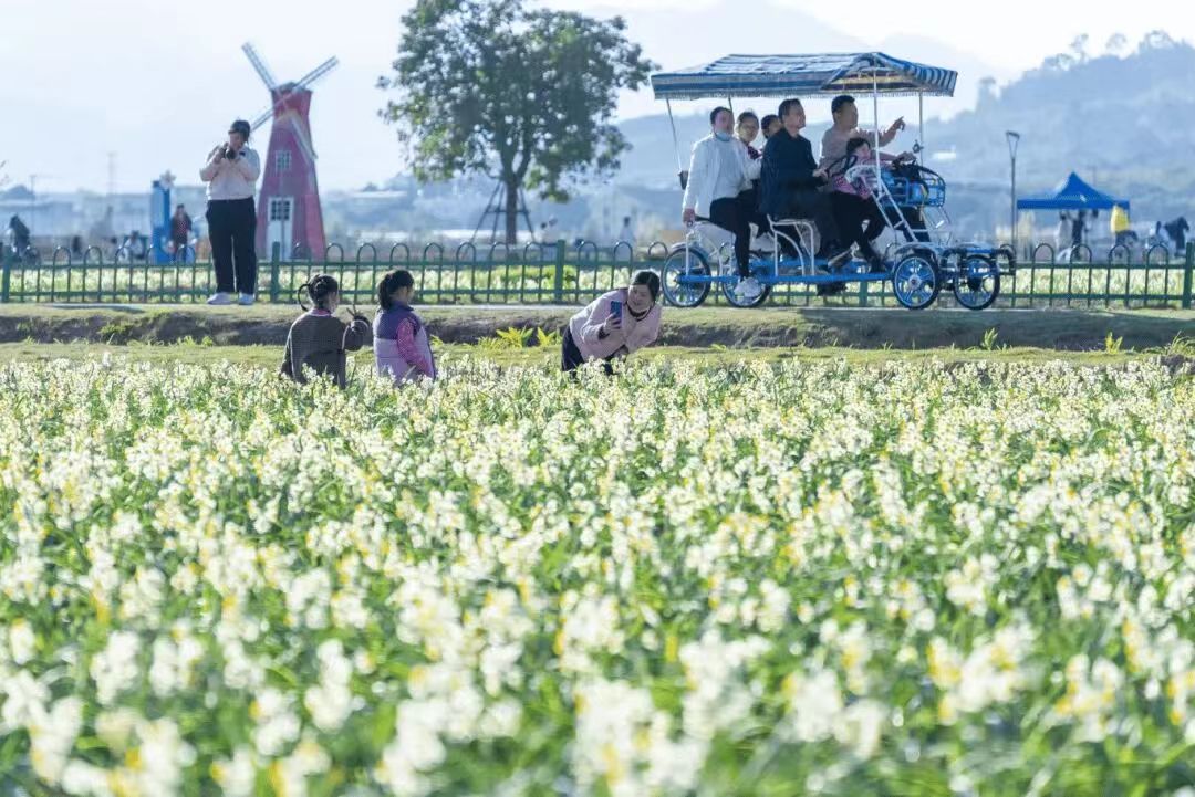圖二：遊人在水仙花海中休閑打卡.jpg