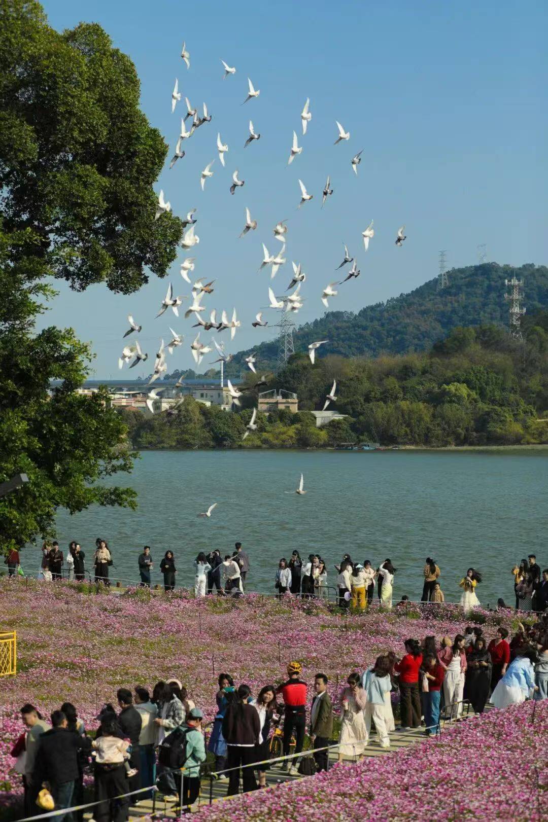 圖八：龍江頌景區格桑花進入盛放期 陳逸帆 攝.jpg