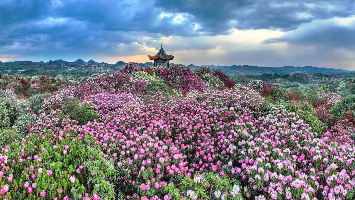 图5：贵州百里杜鹃盛景.jpg