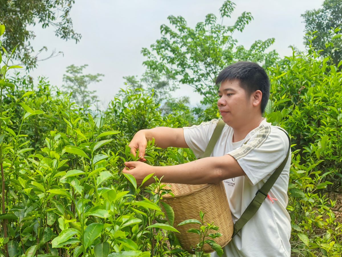 2、種植戶黃炳程正忙碌採摘茶葉 (2).jpg