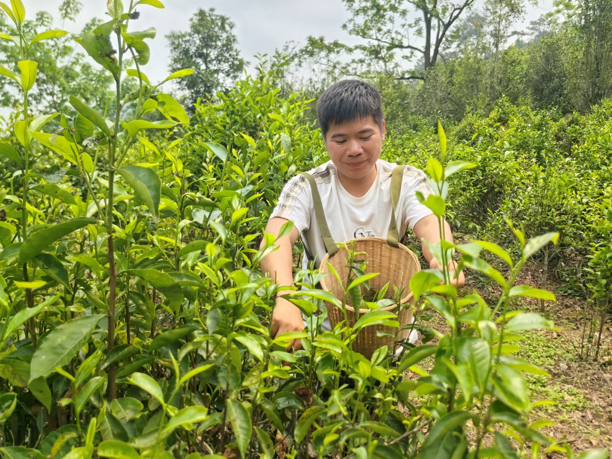 2、種植戶黃炳程採摘茶葉 (2).jpg