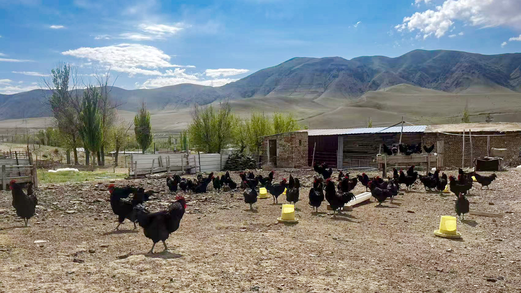 圖3：在伊寧縣麻紮鄉農戶家養殖的狼山雞。這一南通國家級地方良種，跨越四千公里落戶天山腳下，成為當地農戶庭院經濟的“增收寶”。.jpg