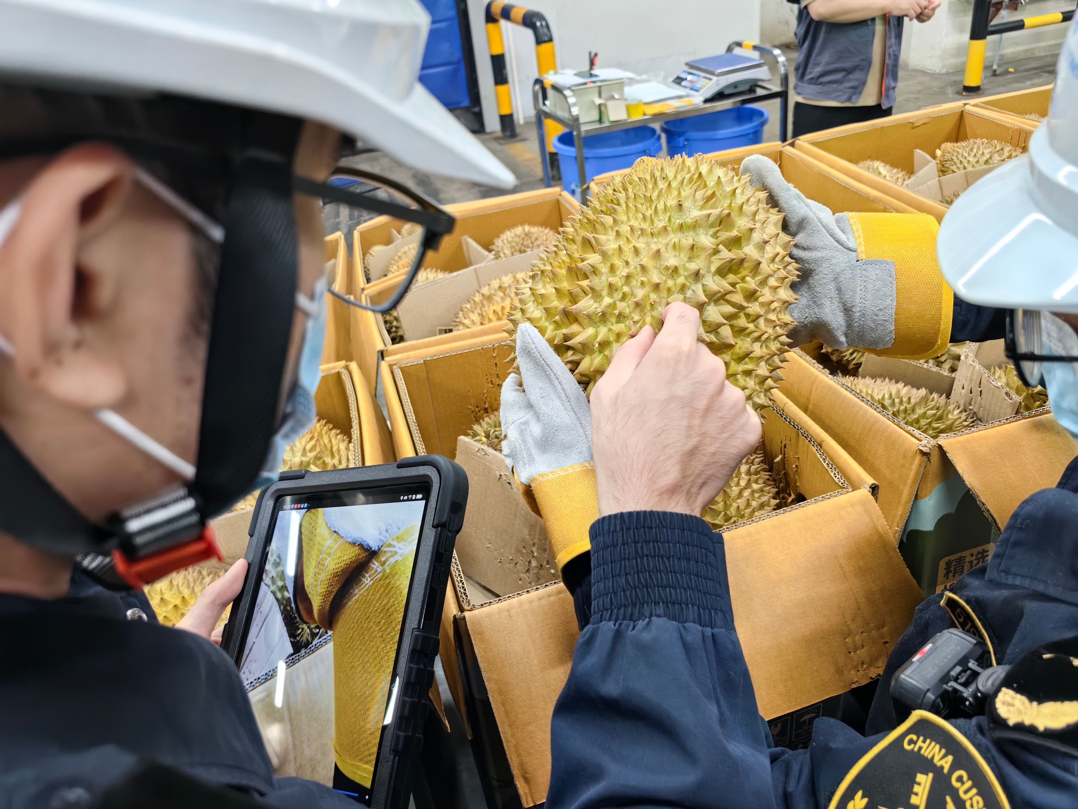 圖為：廣州海關所屬南沙海關關員對進口鮮食榴蓮進行監管查驗 關悅供圖.jpg