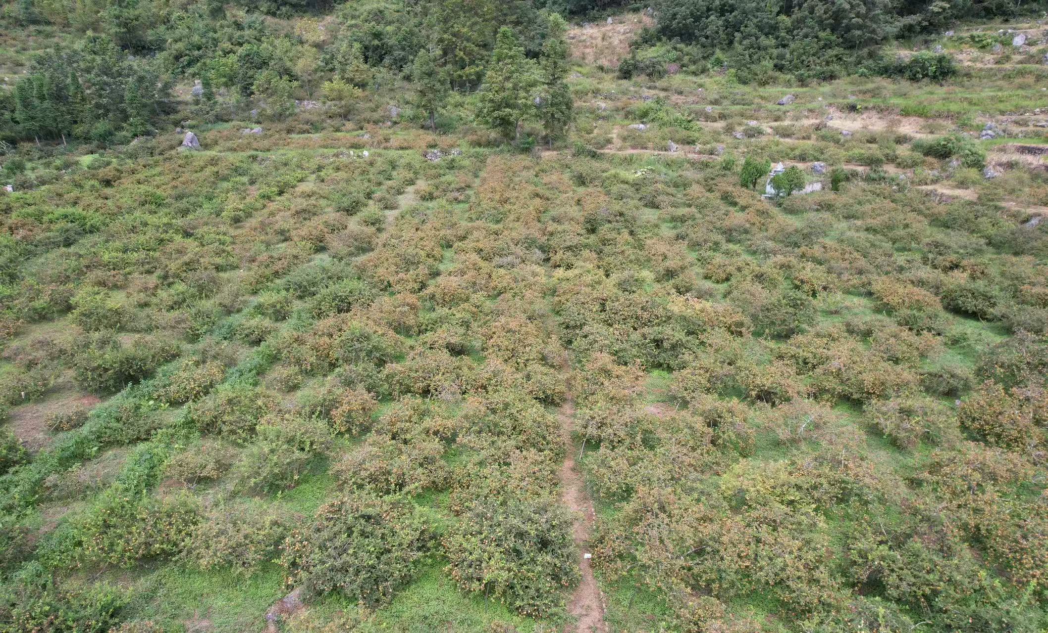 圖2：六盤水刺梨產業 龍天羽 攝.jpg