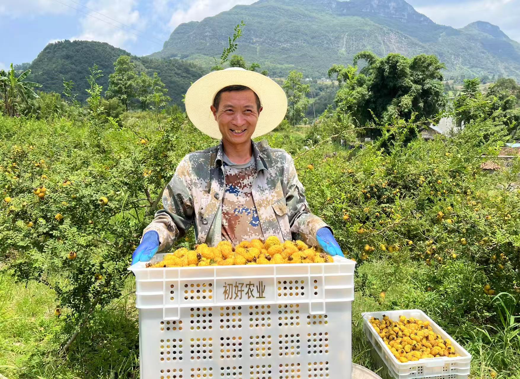 圖3：水城區刺梨迎來豐收，村民臉上洋溢着豐收的喜悅 朱芸 攝.jpg