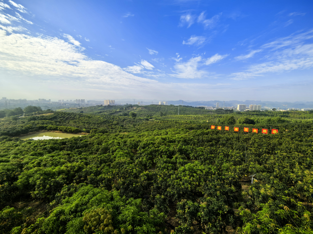 2、百色市田東縣平馬鎮小龍村芒果標準園.jpg