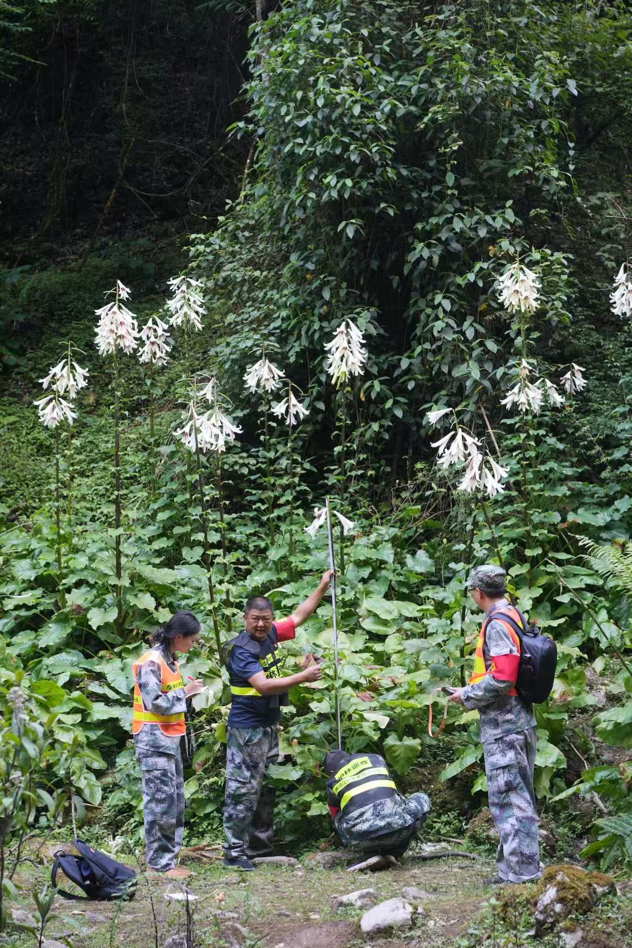 雲南大百合被列入《世界自然保護聯盟瀕危物種紅色名錄》（IUCN）近危（NT）物種名錄（陳遠傑 攝）.jpg