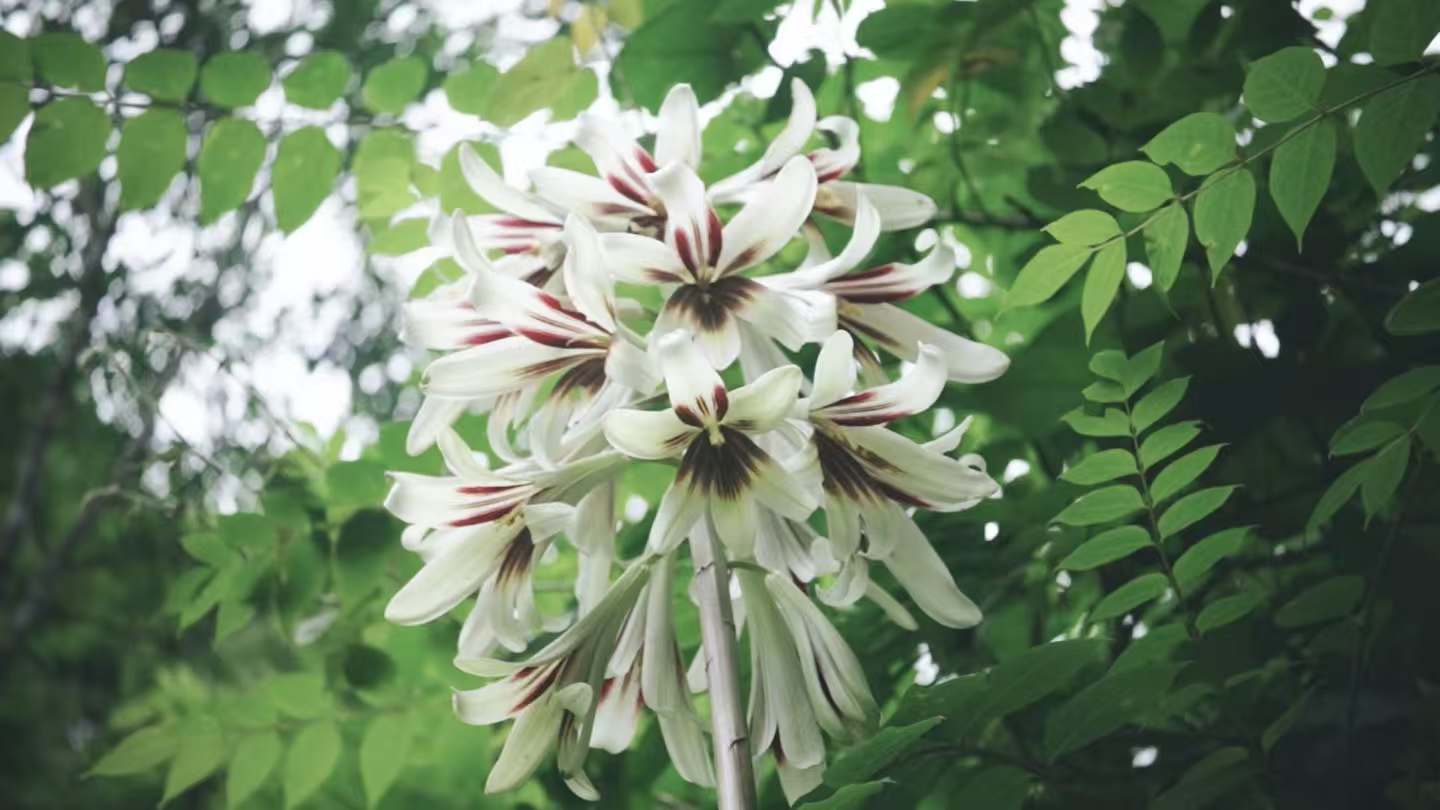 每年5月下旬至6月，雲南大百合如約盛放（李興 攝）.jpg