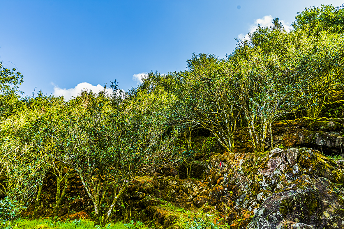 2,烏崠古茶園.jpg