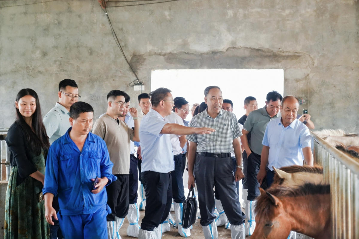 3、圖為與會代表在廣西農業職業技術大學德保矮馬異地保種基地調研_.jpg
