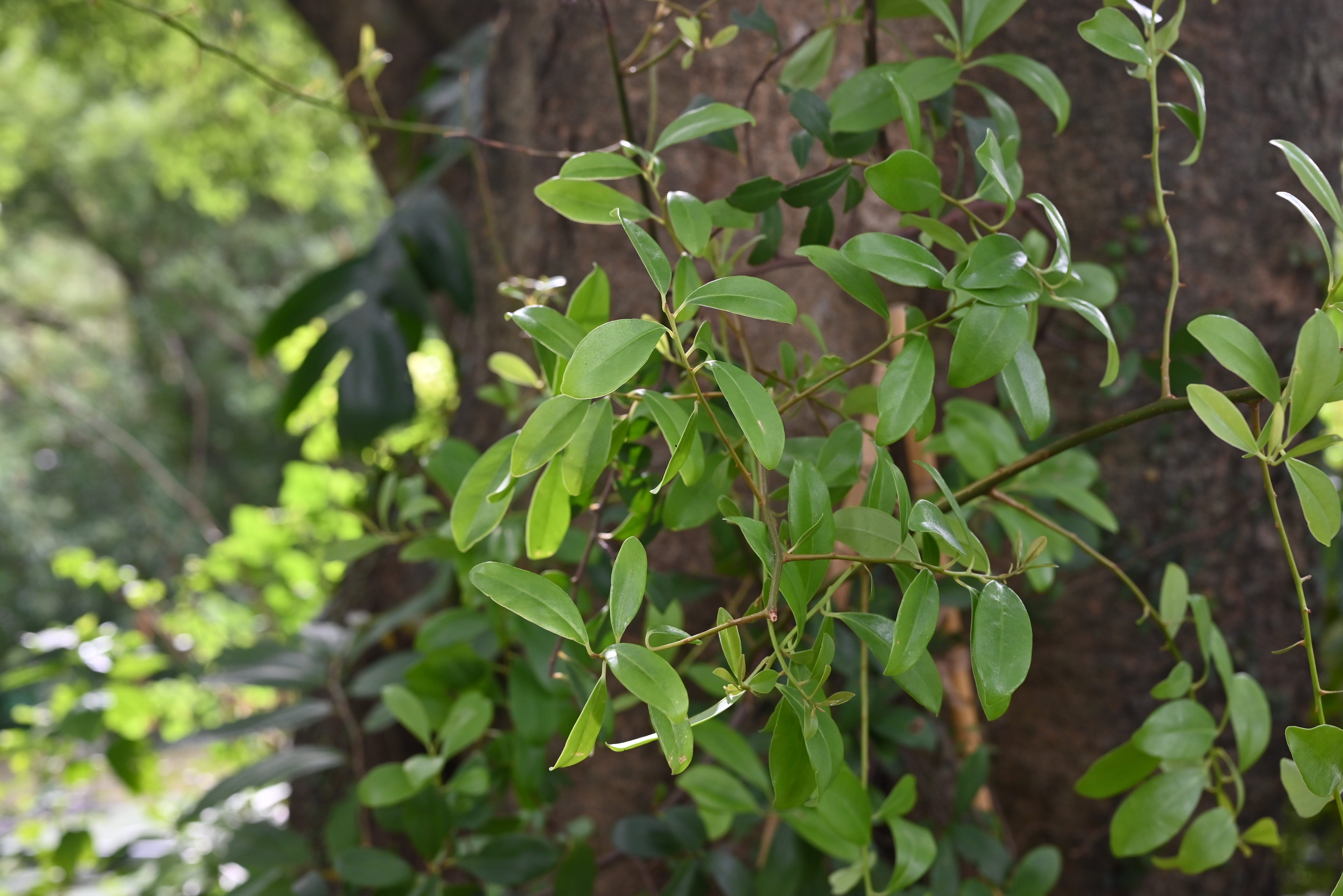 20260714 Ethnobotanical Stories_酸藤子 Sour-leaved Embelia_1.JPG