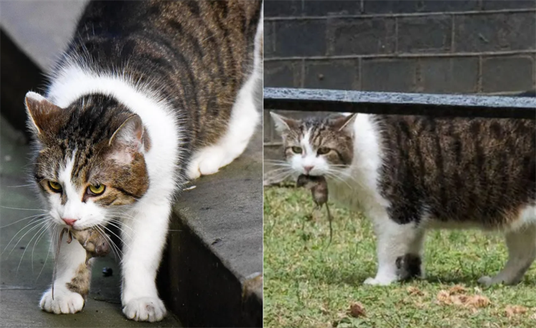 猫4.png
