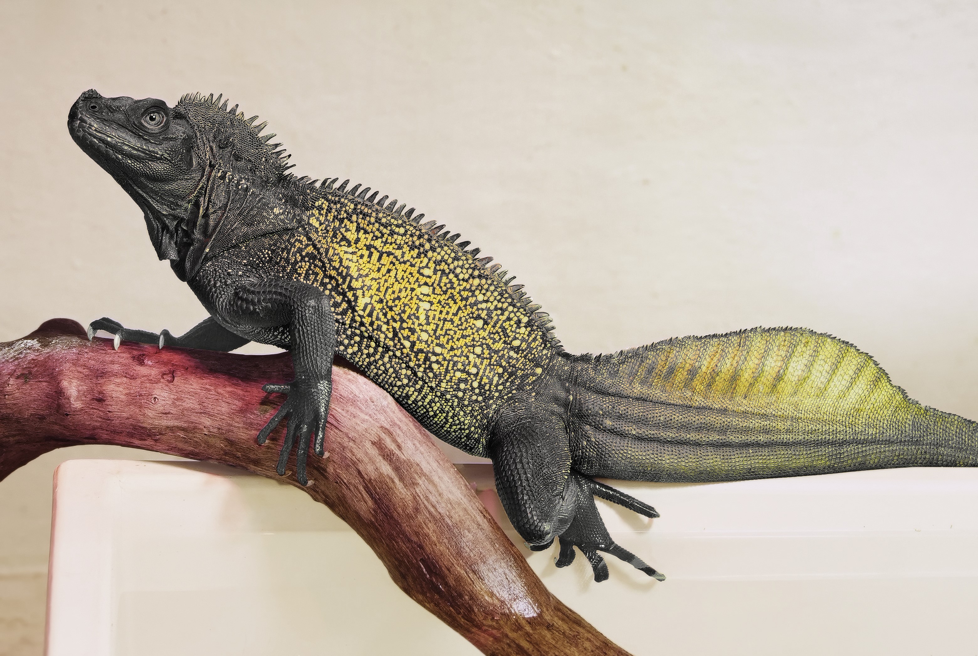 斑帆蜥 Sailfin Lizard.jpg