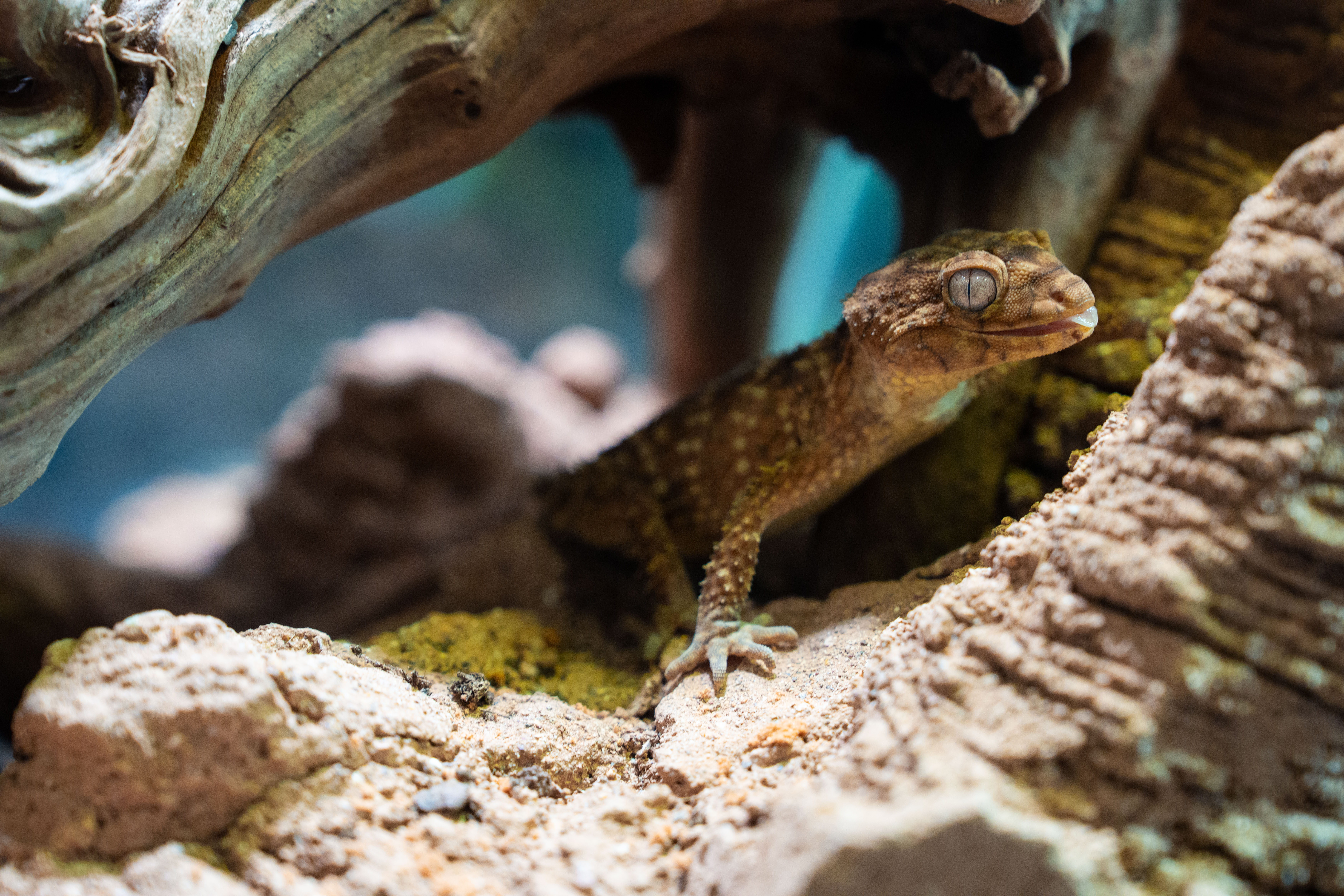 棘皮瘤尾守宮 Centralian Rough Knob-tail Gecko.jpg