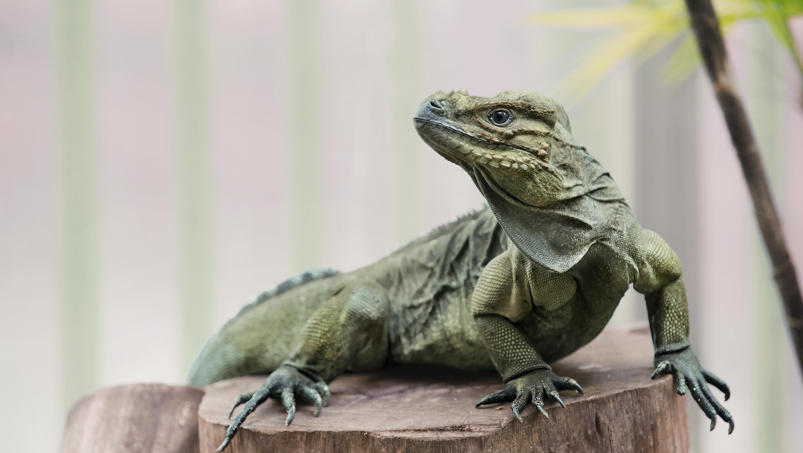 犀牛鬣蜥 Rhinoceros Iguana.jpg