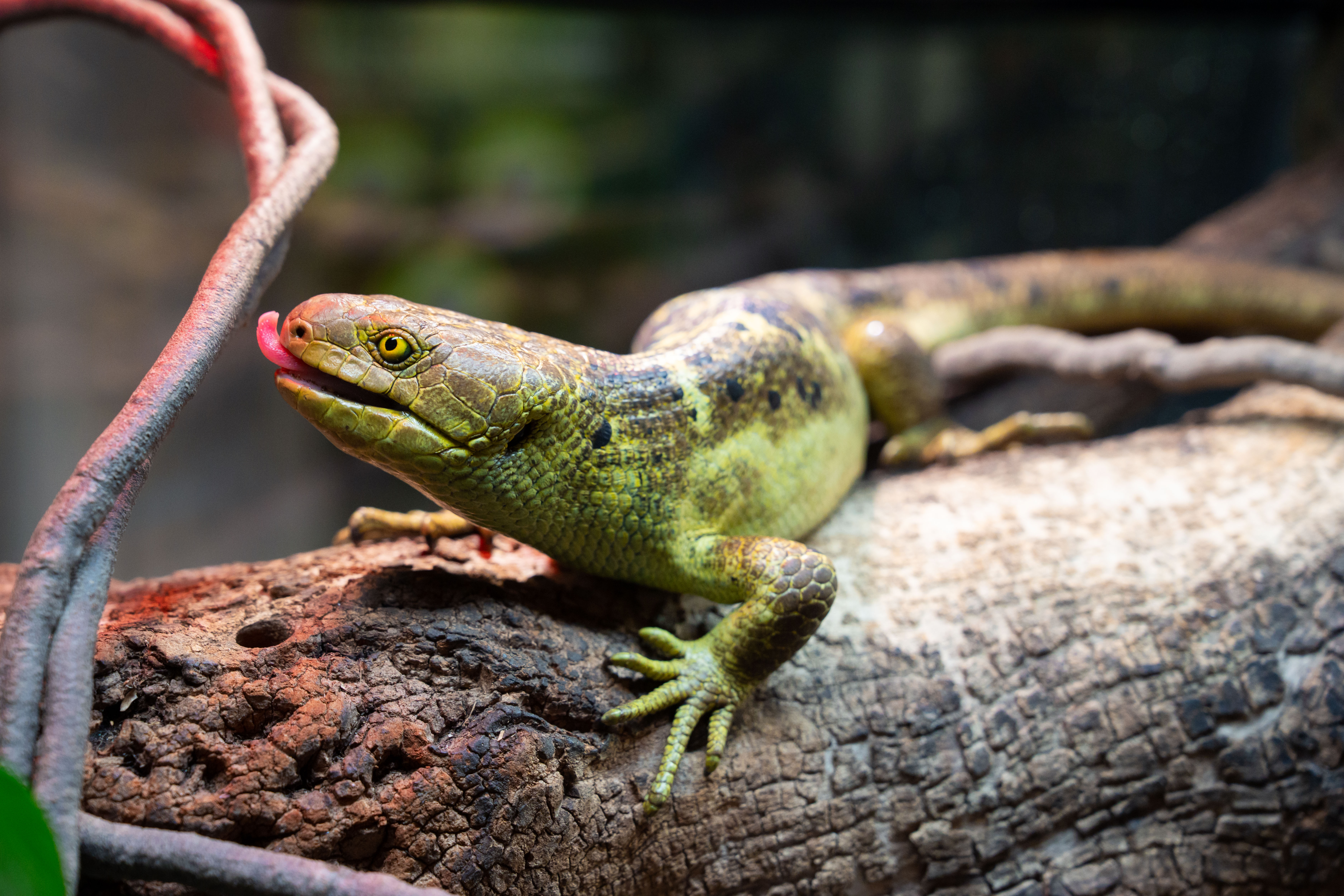 猴尾蜥 Solomon Island Prehensile-tailed Skink.jpg