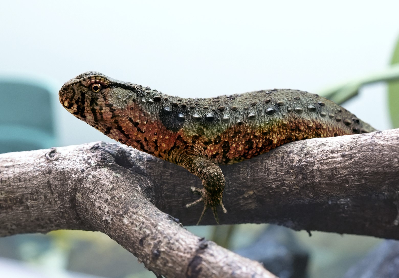 瑤山鱷蜥 Chinese Crocodile Lizard_01.jpg
