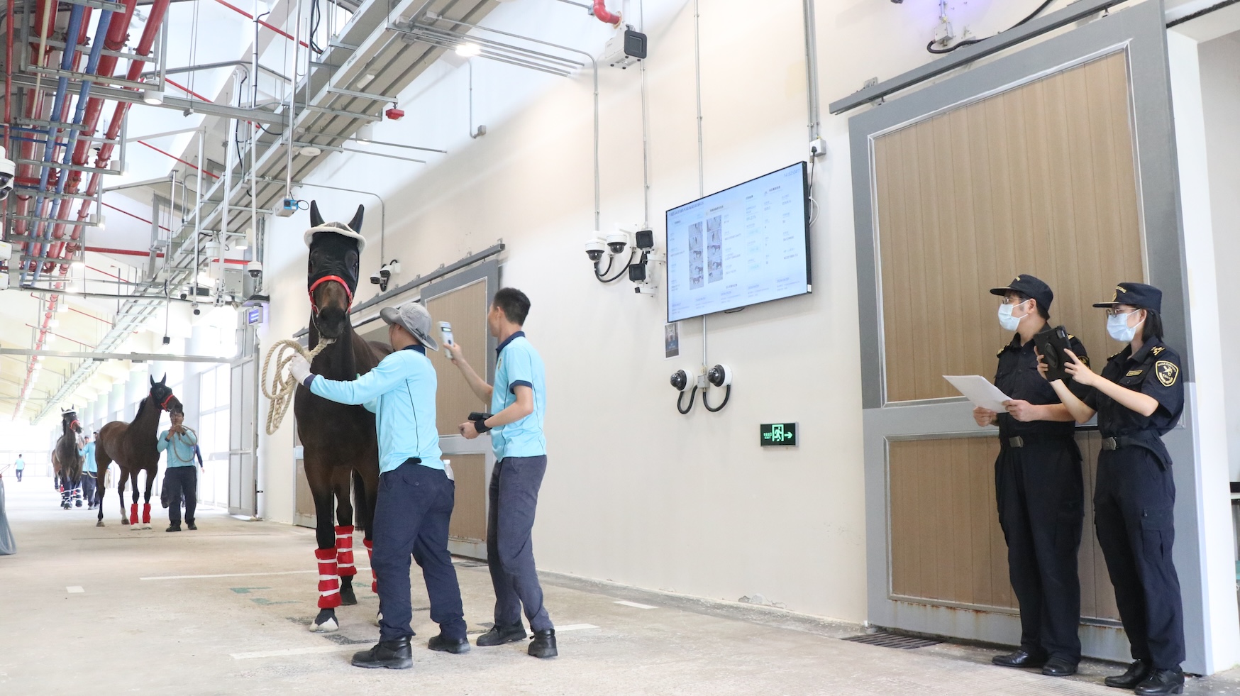入境馬匹有序通過紅外測溫通道，廣州海關關員現場監督馬匹芯片掃描過程，並核對信息.jpg