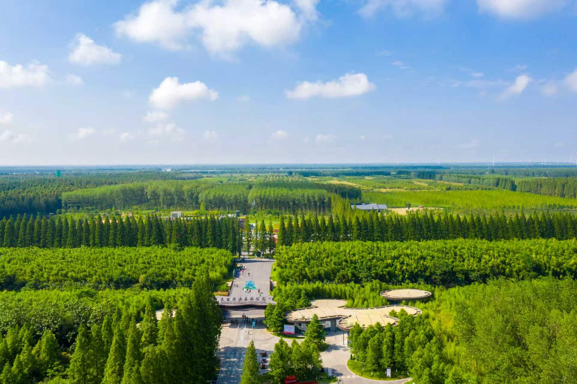 圖4:水杉是整片森林的主角,目前是一片綠海,但在「落葉」前的約14日(去年是12月)便會轉紅,形成一道別具特色的風景線;至於落葉期景色也很吸引,但約只有1周時間。.jpeg
