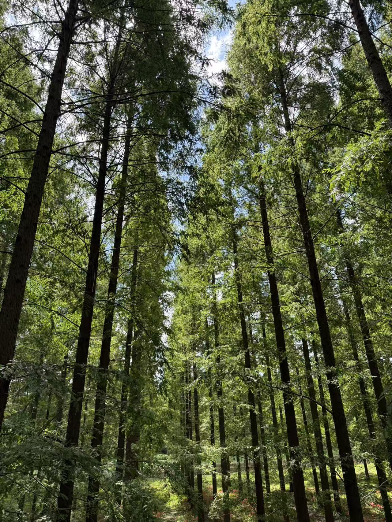 圖1:黃海森林公園.jpg