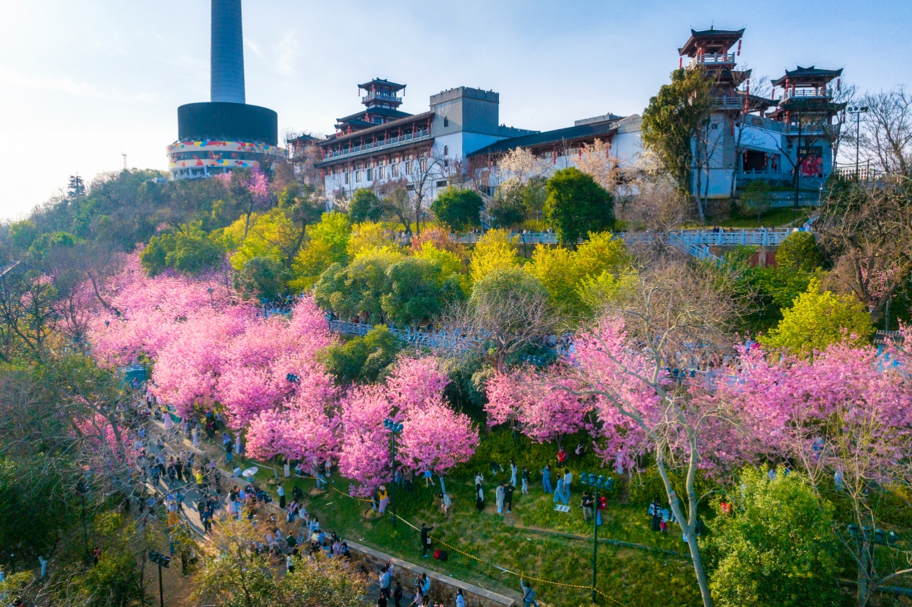 櫻花季期間龜山公園人流如織.jpg